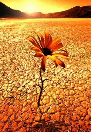 desert_flower.jpg